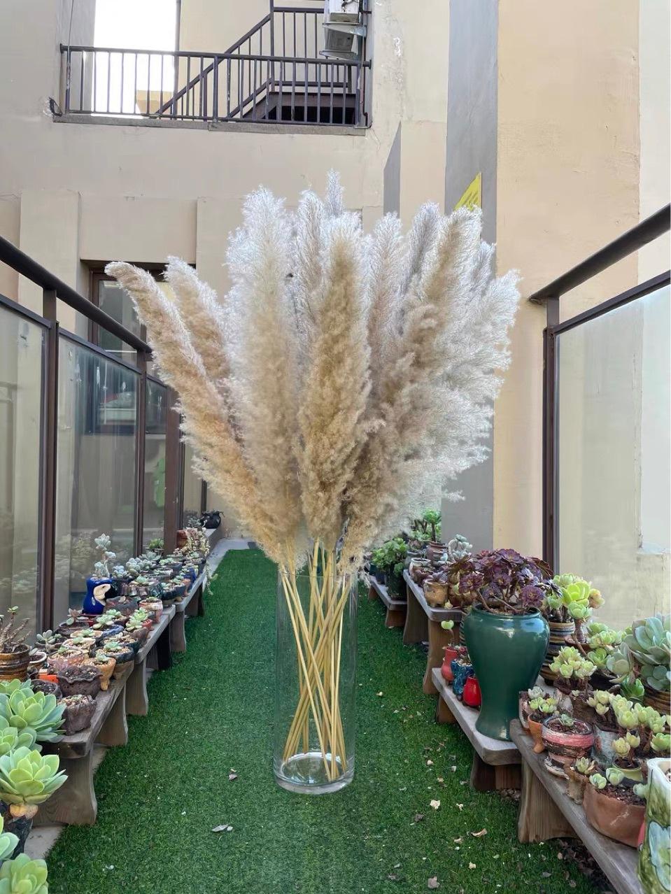 Large Pampas Grass | 1.2m Long Fluffy Natural Dried Pampas Grass for Home and Wedding Decor | Gray