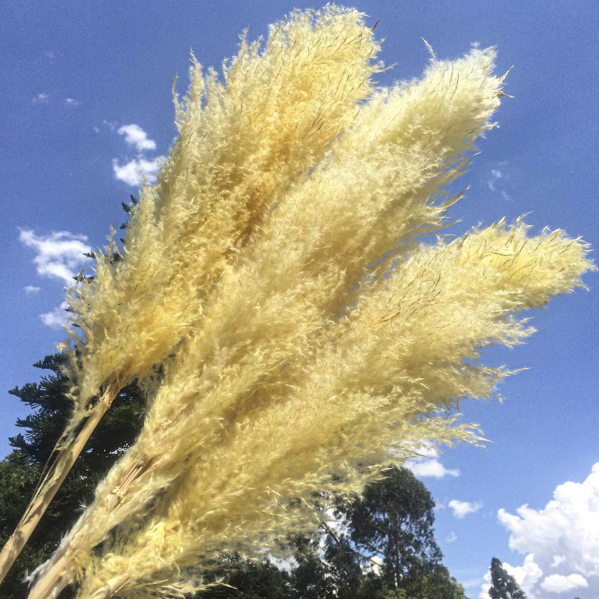 Big Fluffy Pampas Grass | 100cm Dried Decorative Flowers for Home Decor | Brown