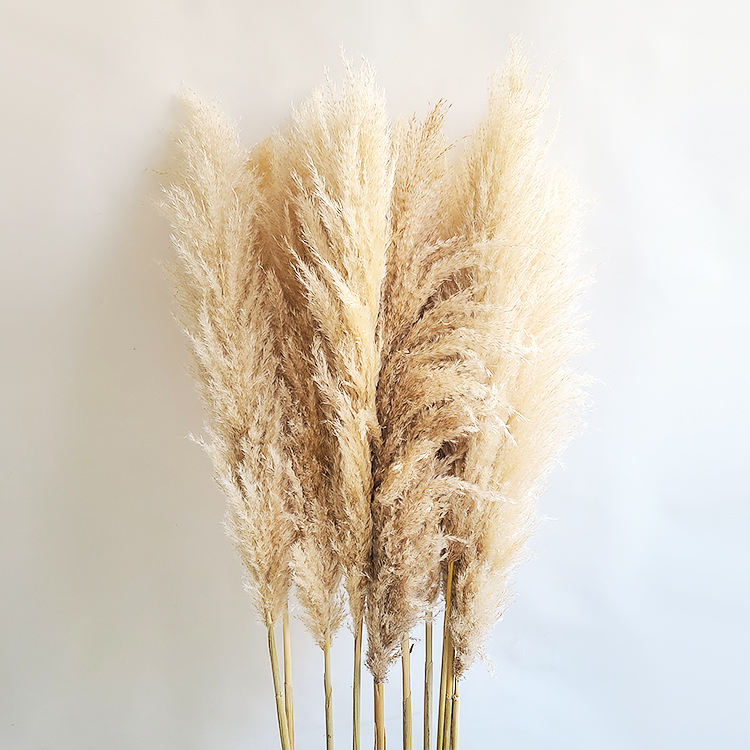 Big Fluffy Pampas Grass | 100cm Dried Decorative Flowers for Home Decor | Brown