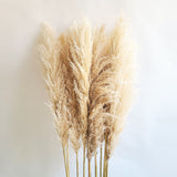 Big Fluffy Pampas Grass | 100cm Dried Decorative Flowers for Home Decor | Brown