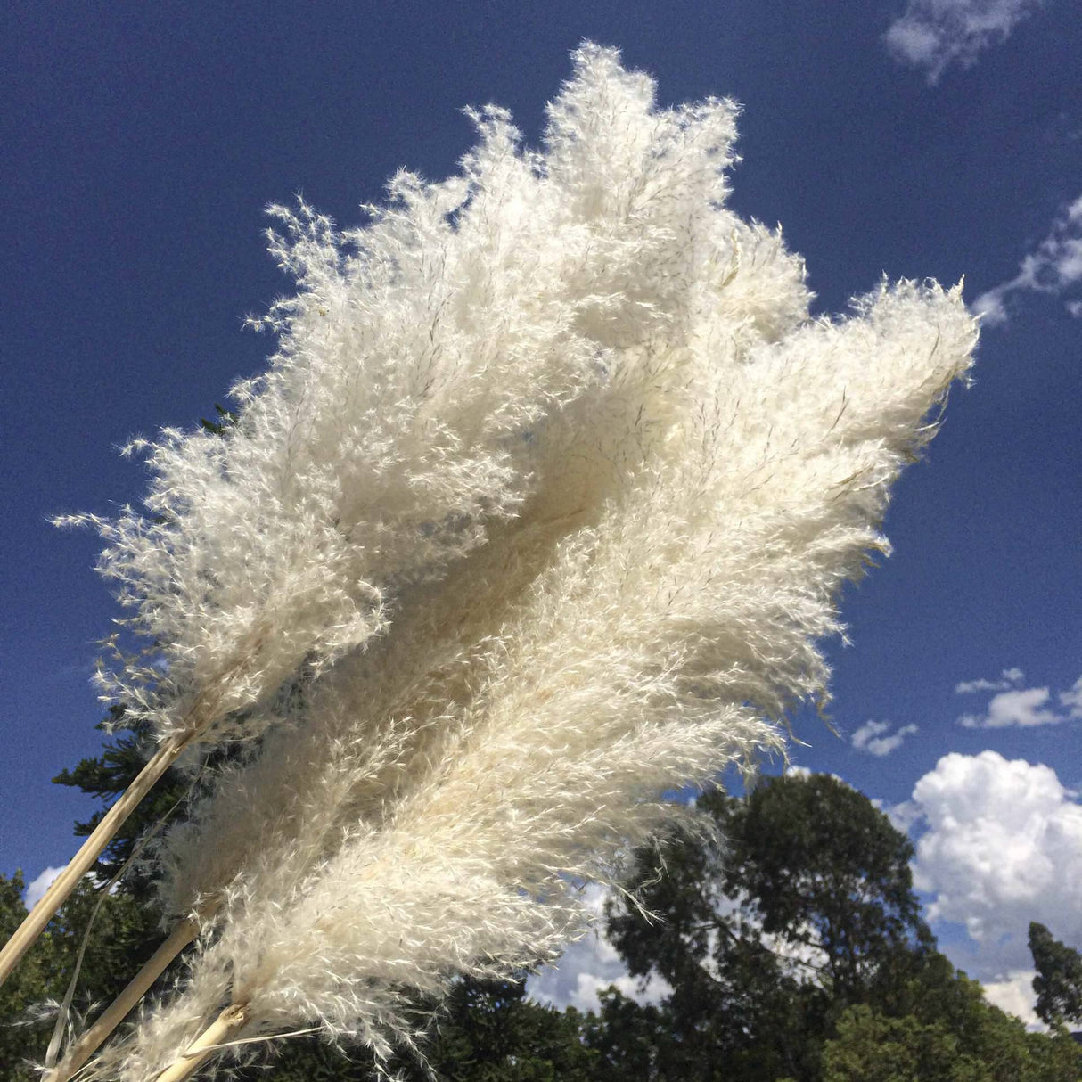 Big Fluffy Pampas Grass | 100cm Dried Decorative Flowers for Home Decor | Brown