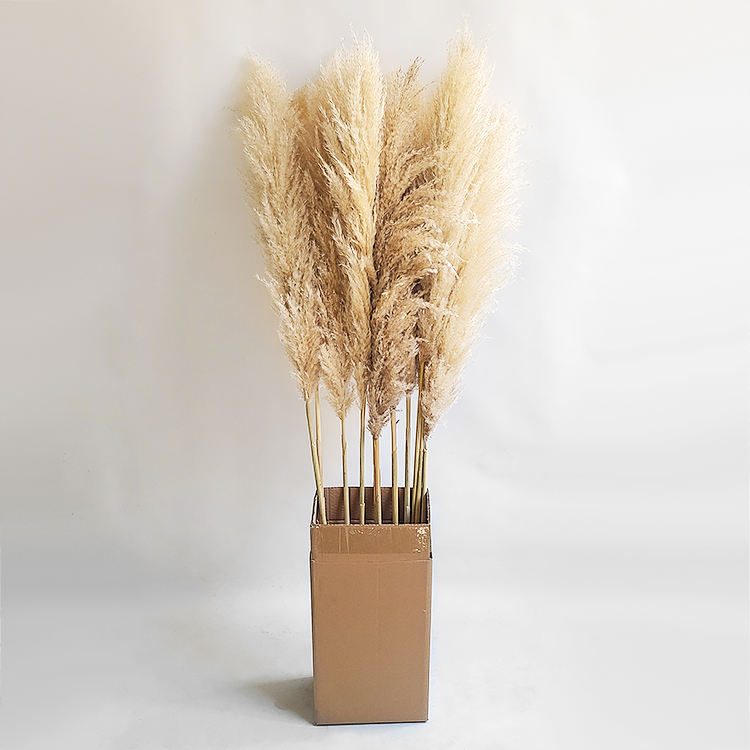 Big Fluffy Pampas Grass | 100cm Dried Decorative Flowers for Home Decor | Brown