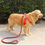 Dog Leash and Harness with Collar Complete Set for Small and Large Dogs, Classy and Stylish