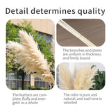 Big Fluffy Pampas Grass | Dried Decorative Flowers 1.4m Long for Home & Event Styling (White, Brown, Grey)