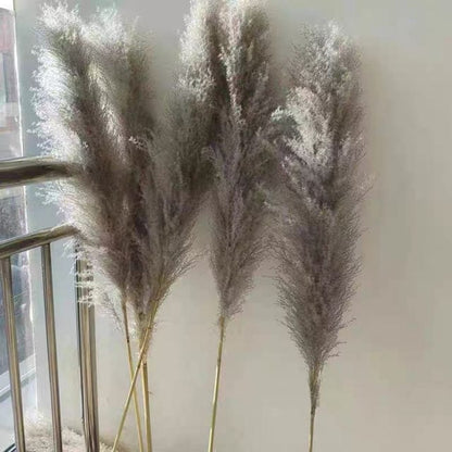 Big Fluffy Pampas Grass | Dried Decorative Flowers 1.4m Long for Home & Event Styling (White, Brown, Grey)