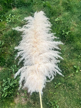 Big Fluffy Pampas Grass | Dried Decorative Flowers 1.4m Long for Home & Event Styling (White, Brown, Grey)