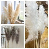 Big Fluffy Pampas Grass | Dried Decorative Flowers 1.4m Long for Home & Event Styling (White, Brown, Grey)