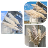 Big Fluffy Pampas Grass | Dried Decorative Flowers for Home Decor & Event Styling (80cm)