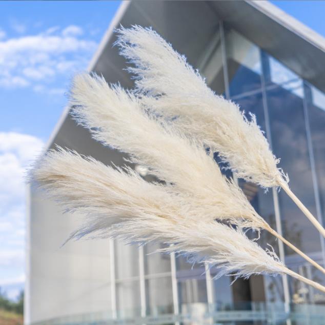 Big Fluffy Pampas Grass | Dried Decorative Flowers for Home Decor & Event Styling (80cm)