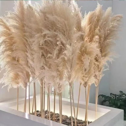 Big Fluffy Pampas Grass | 100cm Dried Decorative Flowers for Home Decor | Brown