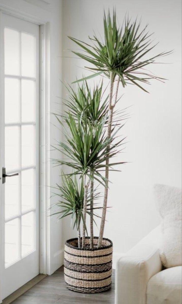 Real Touch Artificial Yucca Plant | 160cm Indoor Decor