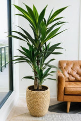 Real Touch Artificial Yucca Plant | 160cm Indoor Decor