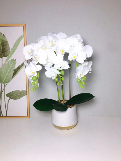 Luxury Real Touch Orchid Plant with Ceramic Pot & White Stones