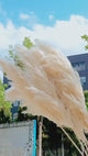 Big Fluffy Pampas Grass | Dried Decorative Flowers 1.4m Long for Home & Event Styling (White, Brown, Grey)